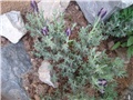 lavanda